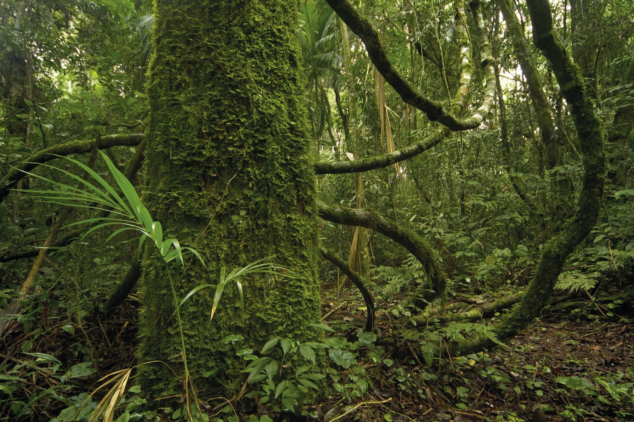 Vida Silvestre y Hora de Obrar se unen para la conservación y